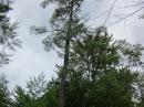 The tall pine tree used to support the 40m EFHW.